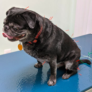 Veterinary Acupuncture